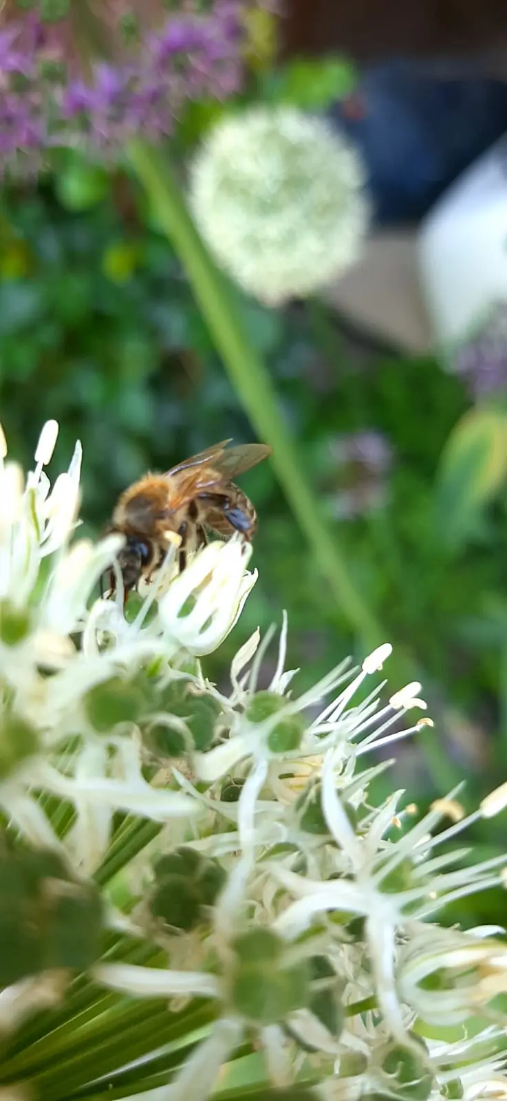 Unutrašnjost api inhalacijske kućice