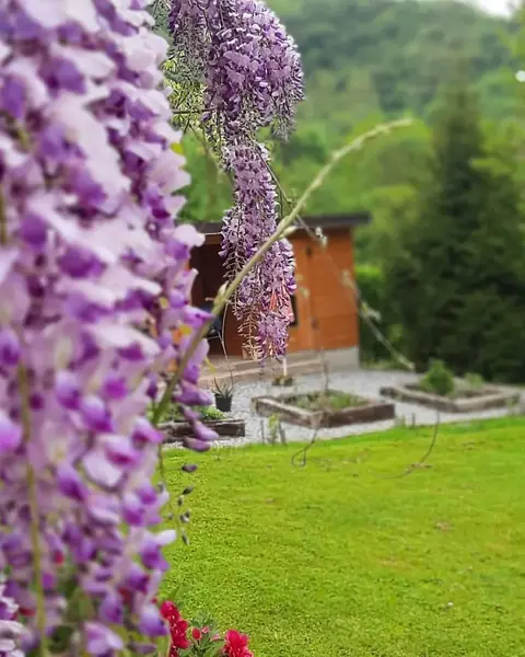 Cvjetajuća glicinija i kućica pčelinjaka na rubu šume